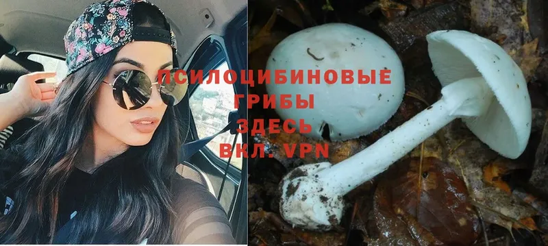 Галлюциногенные грибы Cubensis  Серафимович 